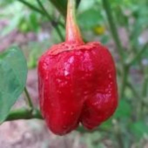 7 Pot Bubblegum Red Pepper Seeds