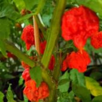 7 Pot Mad Ballz Red Pepper Seeds