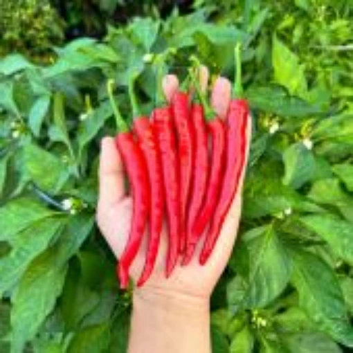 Hanjiao HJ10 Afterglow Peppers HP2489-10
