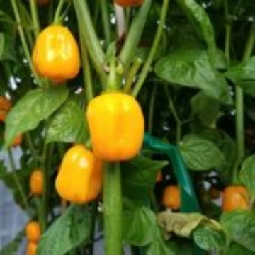 Aji Dulce Yellow Pepper Seeds