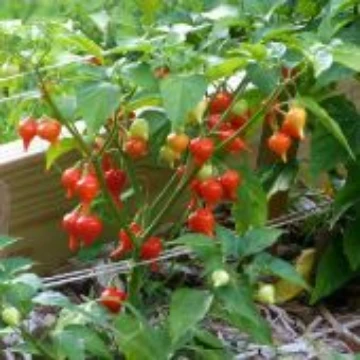 Biquinho Iracema Pepper Seeds