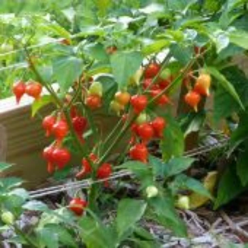 Biquinho Iracema Pepper Seeds