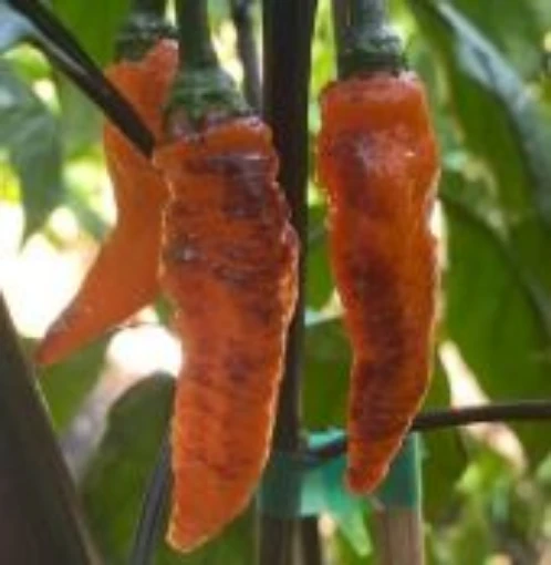 Black Panther Pepper Seeds HP2495-10