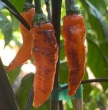 Black Panther Pepper Seeds