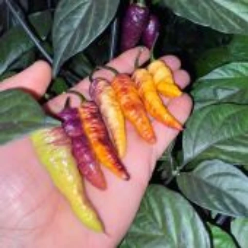 Blue Ghost Peach Pepper Seeds HP2496-10