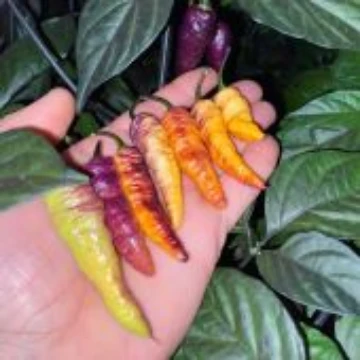 Blue Ghost Peach Pepper Seeds