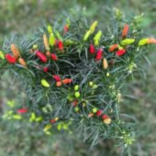 Candlelight Mutant Pepper Seeds HP2501-10
