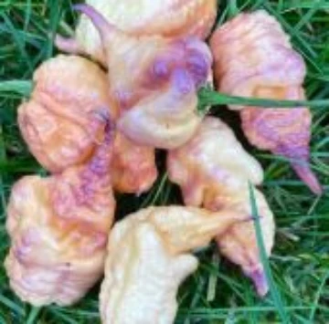Carolina Reaper Purple Peach Pepper Seeds