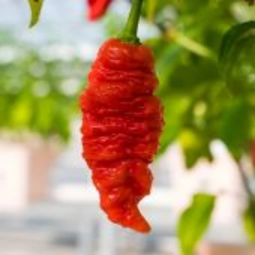 Death Spiral Pepper Seeds HP2512-10
