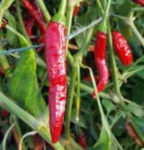 Dragons Back Pepper Seeds HP2513-10