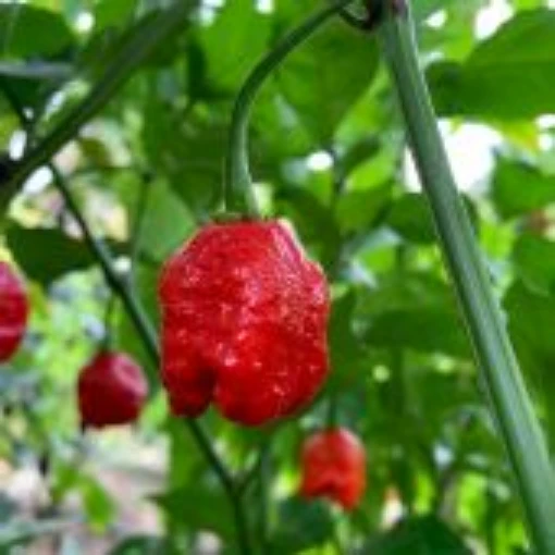 Dragon's Breath Pepper Seeds