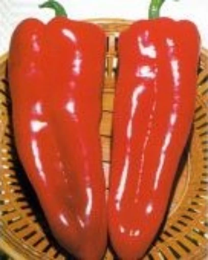 Dulce Italiano Pepper Seeds SP390-10