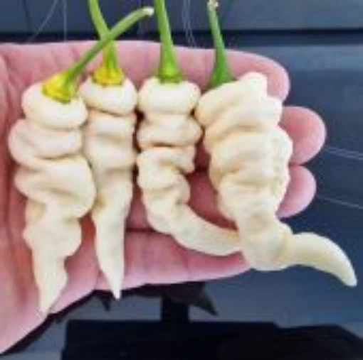 Faddas White Pepper Seeds