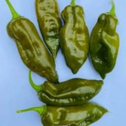 Fatalii Evergreen Pepper Seeds HP2516-10