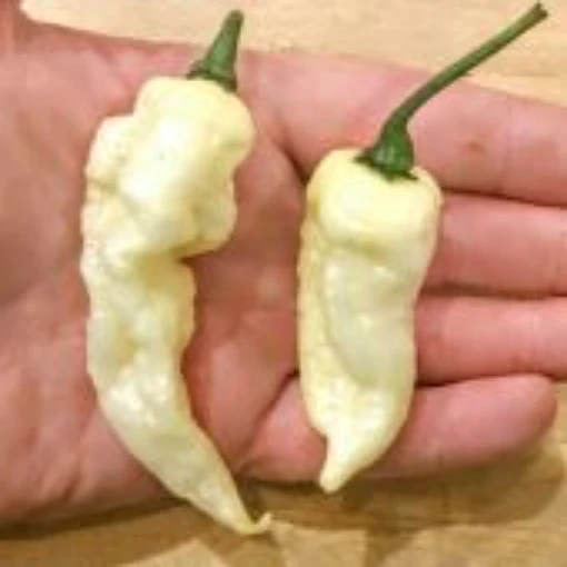 Fatalii White Pepper Seeds HP2517-10