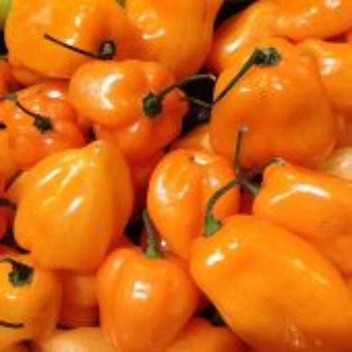 Habanero Brazil Orange Pepper Seeds
