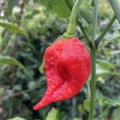 7 Pot Infinity Pepper Seeds