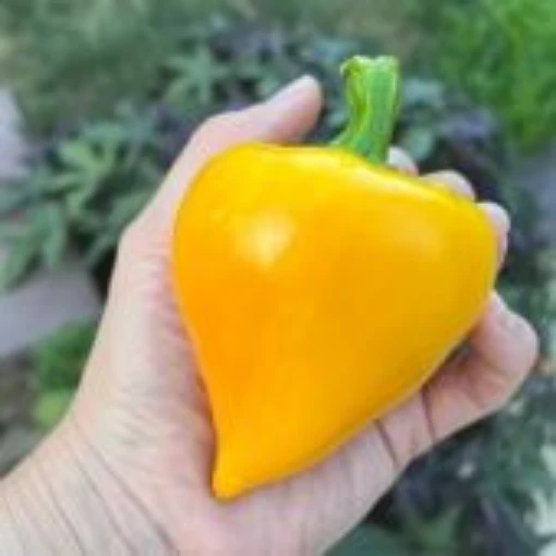 Lesya Yellow Pepper Seeds SP392-10