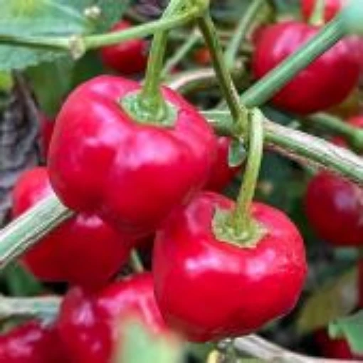 Malawi Piquante Pepper Seeds HP2521-10