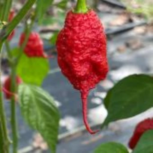 Primotalii Pepper Seeds HP2524-10
