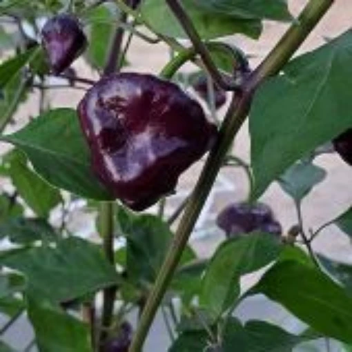 Purple UFO Pepper Seeds