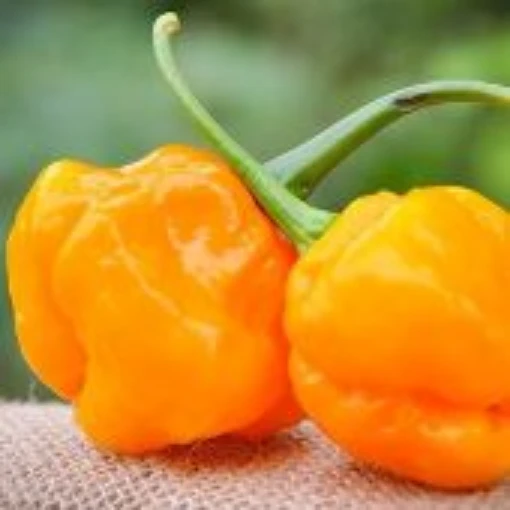 Scotch Bonnet Papa Dreadie Pepper Seeds HP2527-10