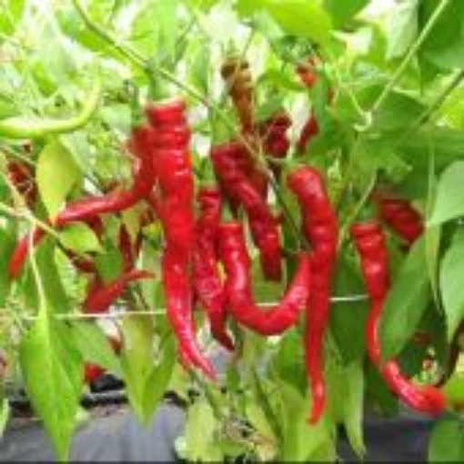 Sigaretto di Bergamo Pepper Seeds Copy SP393-10