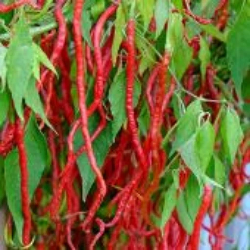 Spaghetti Albino Pepper Seeds HP2529-10