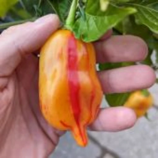 Tangerine Tiger Pepper Seeds