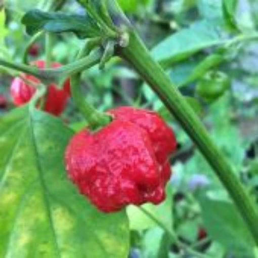 Wartryx Pepper Seeds