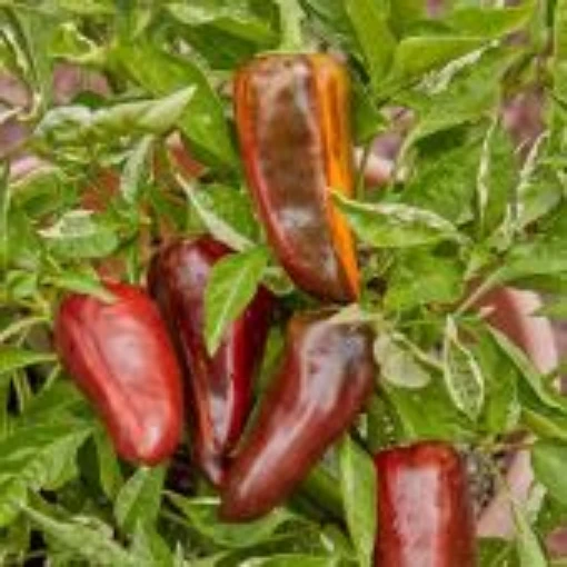 Mocha Swirl Pepper Seeds