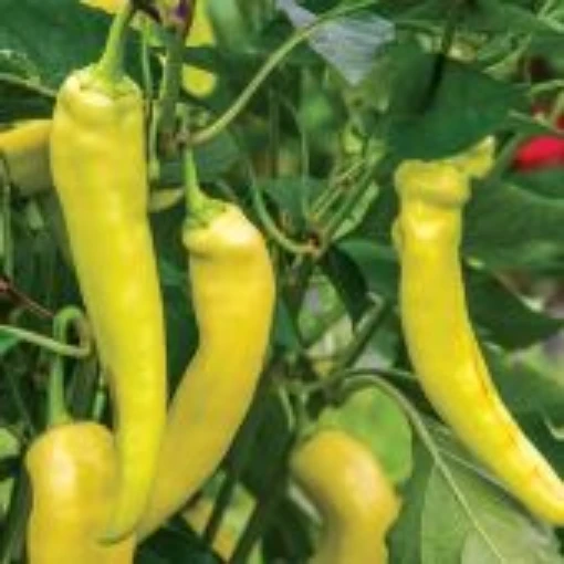 Blazing Banana Pepper Seeds