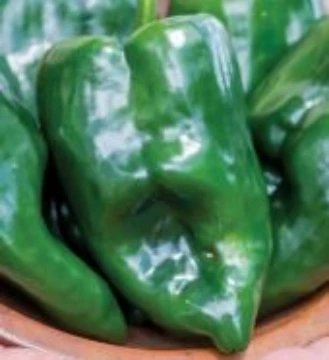 Big Boss Man Pepper Seeds