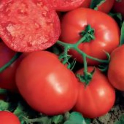 BushSteak Tomato Seeds TM948-10