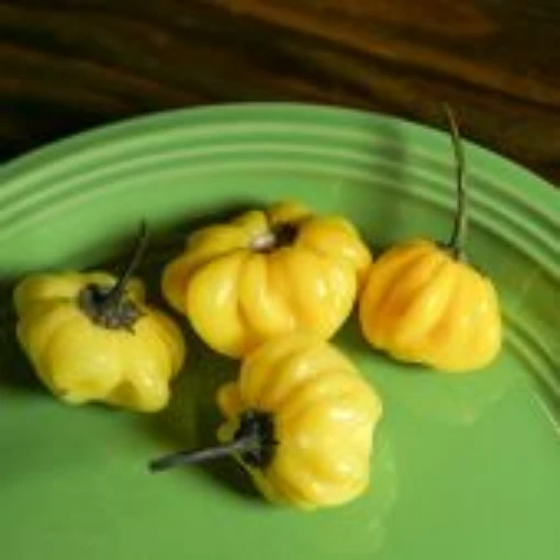 Brazilian Starfish Yellow Pepper Seeds HP2541-10