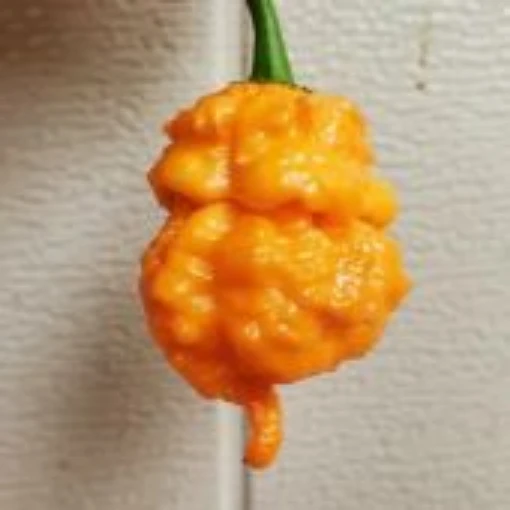 BOC X Reaper Pepper Seeds