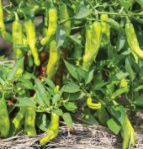 Dragon Roll Pepper Seeds