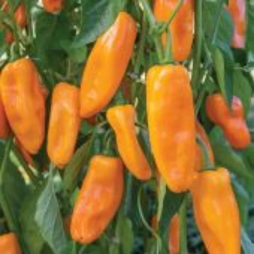 Nibbler Yellow Pepper Seeds SP397-10