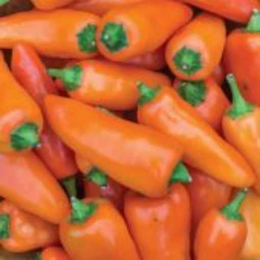 Tangerine Dream Pepper Seeds SP398-10