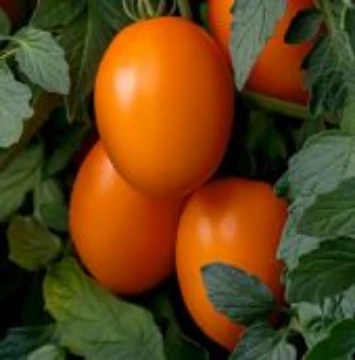 Vivacious Tomato Seeds