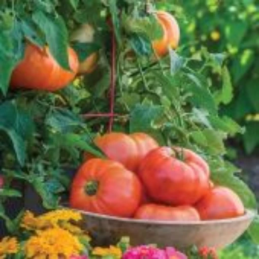Atlas Tomato Seeds TM951-10