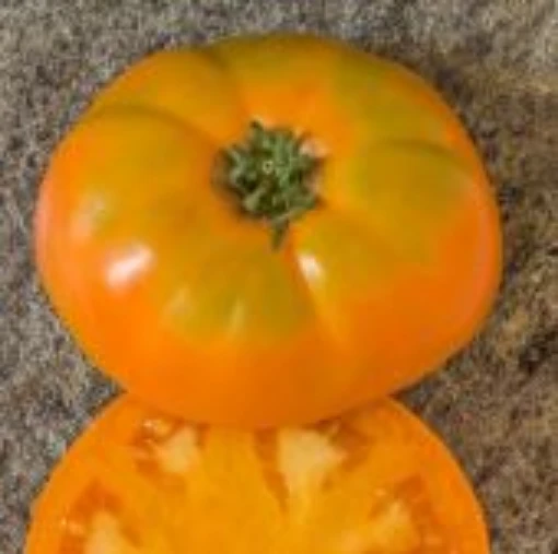 Chuck's Yellow Beefsteak Tomato Seeds TM952-10