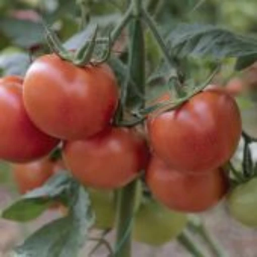 Independence Day Tomato TM953-10