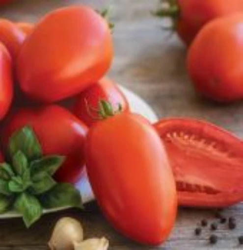 Gladiator Tomato TM956-10