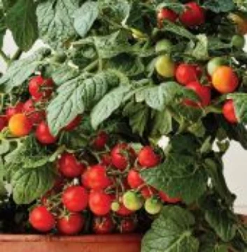 Tomato V | Reimer Seeds
