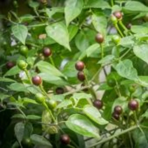 Cappuccino Tepin Pepper Seeds HP2549-10