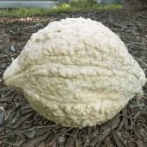 White Hubbard Squash Seeds SQ131-10