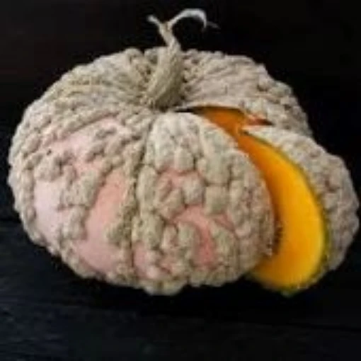 Galeux d'Eysines Squash Seeds SQ133-10