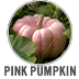 Pink Pumpkin