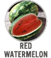 Red Watermelon